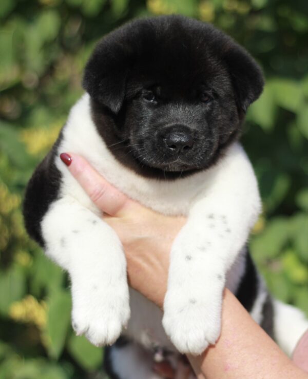 Quillon American Akita Quillon American Akita