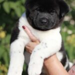 Quillon-male-Akita-puppy-for-sale-2