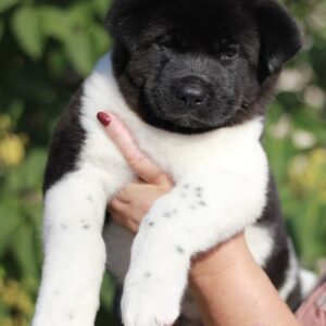 Quillon American Akita Quillon American Akita