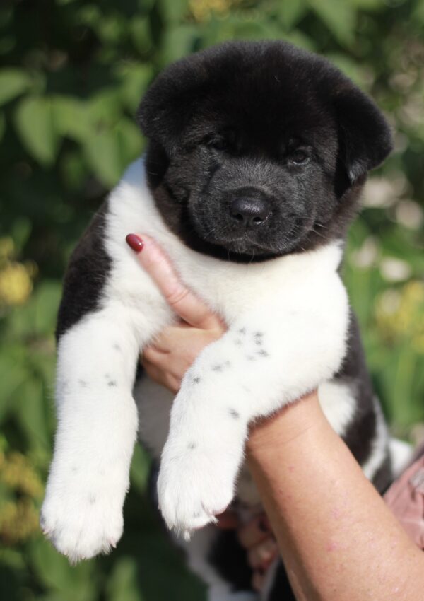 Quillon American Akita Quillon American Akita