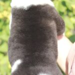 Quillon-male-Akita-puppy-for-sale-3