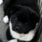 Quinn-female-Akita-puppy-for-sale-1