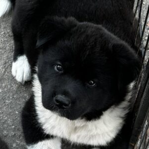 Quinn American Akita Quinn American Akita