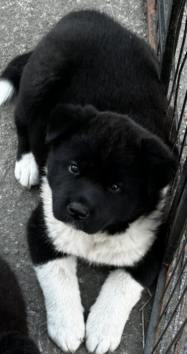 Quinn American Akita Quinn American Akita