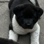 Quinn-female-Akita-puppy-for-sale-2