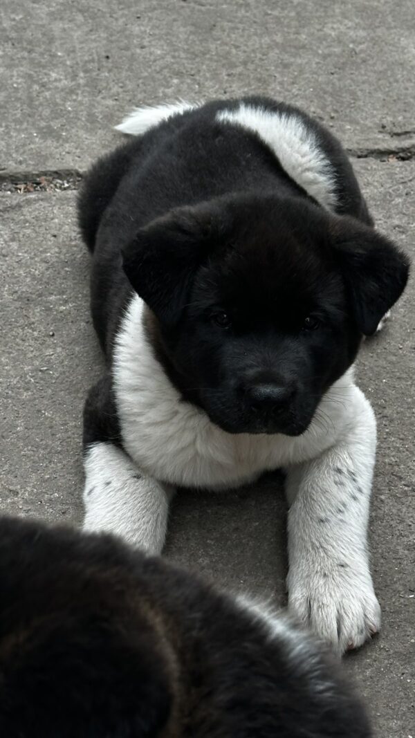 Quinn American Akita Quinn American Akita