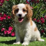 Ramon-male-cavapoo-puppy-for-sale- (1)