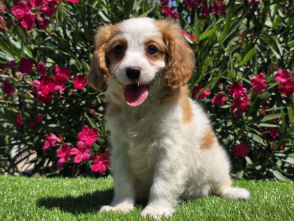 Ramon Cavapoo Ramon Cavapoo