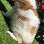 Ramon-male-cavapoo-puppy-for-sale- (2)