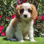 Ramon-male-cavapoo-puppy-for-sale- (3)