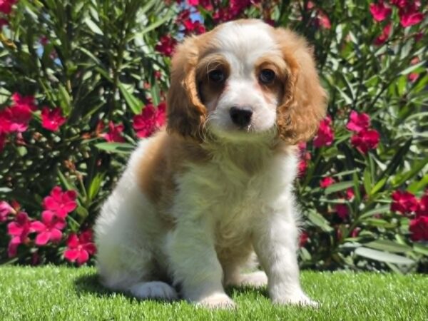 Ramon Cavapoo Ramon Cavapoo