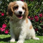 Ramon-male-cavapoo-puppy-for-sale- (4)