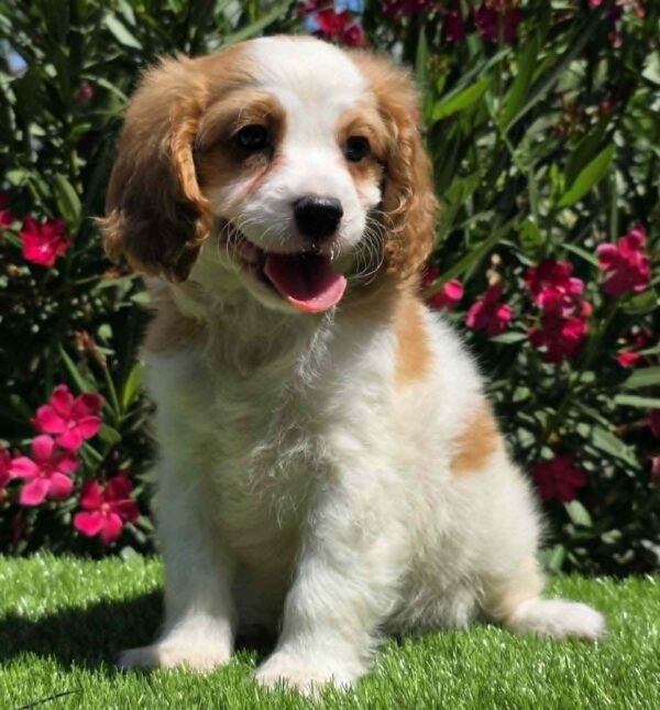 Ramon Cavapoo Ramon Cavapoo