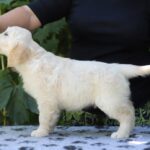 Ramsay-male-golden-retriver-puppy-for-sale-1 (1)