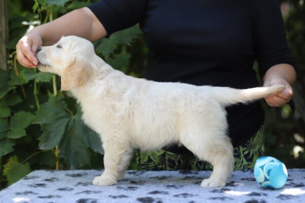Ramsay Golden Retriever Ramsay Golden Retriever