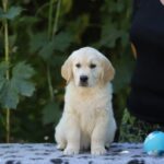 Ramsay-male-golden-retriver-puppy-for-sale-1 (2)