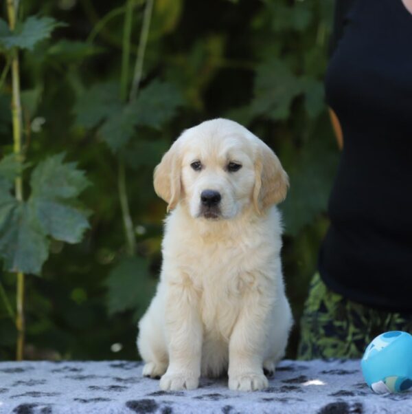 Ramsay Golden Retriever Ramsay Golden Retriever