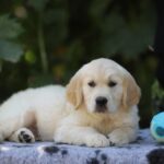 Ramsay-male-golden-retriver-puppy-for-sale-1 (3)