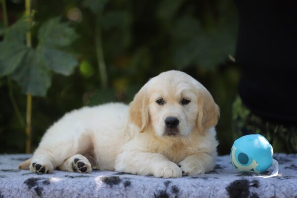 Ramsay Golden Retriever Ramsay Golden Retriever