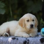 Ramsay-male-golden-retriver-puppy-for-sale-1 (4)
