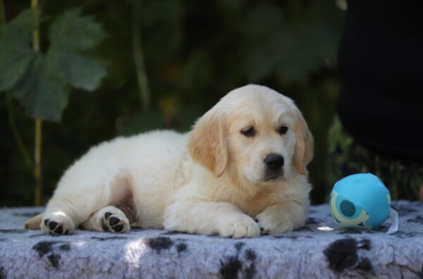 Ramsay Golden Retriever Ramsay Golden Retriever