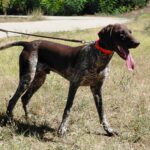 Raul-male-deutcsch-drahthaar-puppy-for-sale- (2)