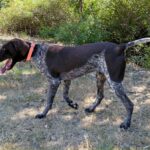 Raul-male-deutcsch-drahthaar-puppy-for-sale- (3)
