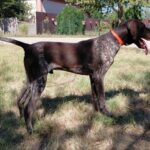 Raul-male-deutcsch-drahthaar-puppy-for-sale- (4)