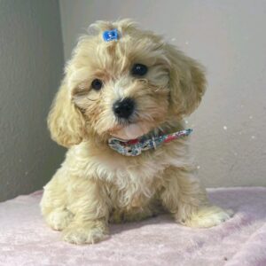 Rian Maltipoo Rian Maltipoo