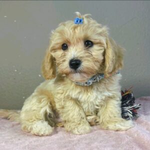 Rian Maltipoo Rian Maltipoo