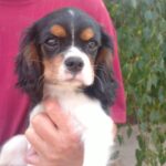 Rico-male-ckc-puppy-for-sale- (1)