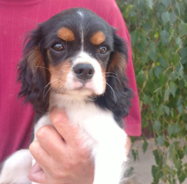 Rico Cavalier King Charles Spaniel Rico Cavalier King Charles Spaniel