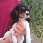 Rico-male-ckc-puppy-for-sale- (2)