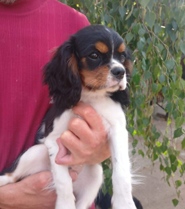 Rico Cavalier King Charles Spaniel Rico Cavalier King Charles Spaniel