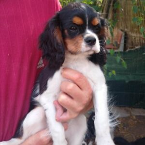 Rico Cavalier King Charles Spaniel Rico Cavalier King Charles Spaniel