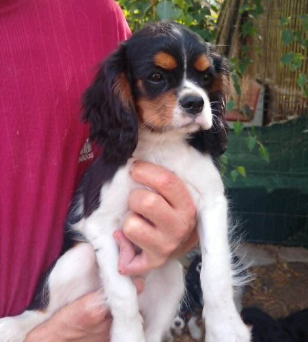 Rico Cavalier King Charles Spaniel Rico Cavalier King Charles Spaniel