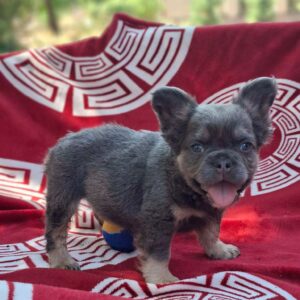 Rico Fluffy French Bulldog Rico Fluffy French Bulldog