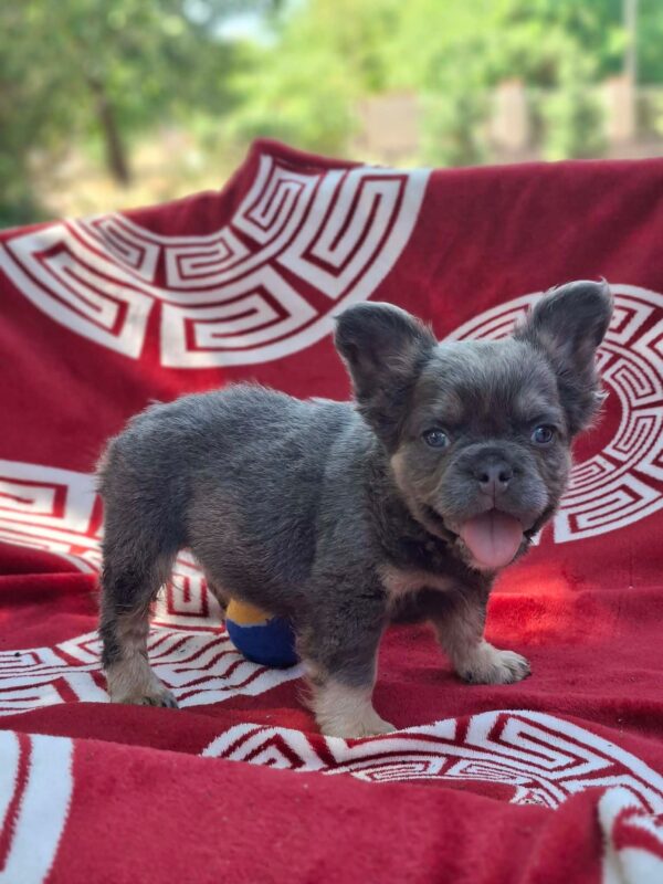 Rico Fluffy French Bulldog Rico Fluffy French Bulldog