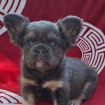 Rico-male-fluffy-french-bulldog-puppy-for-sale- (2)