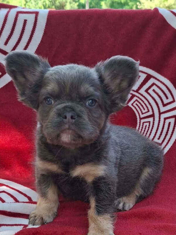 Rico Fluffy French Bulldog Rico Fluffy French Bulldog