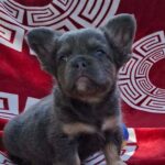 Rico-male-fluffy-french-bulldog-puppy-for-sale- (3)