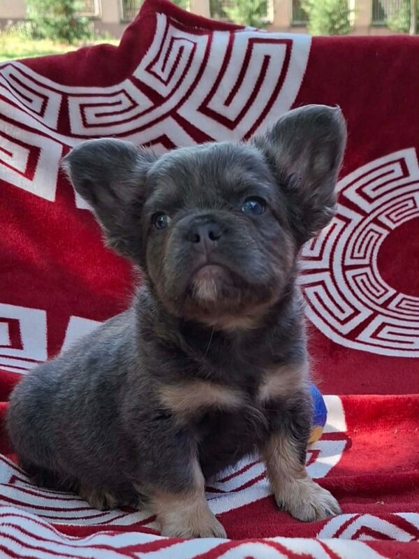 Rico Fluffy French Bulldog Rico Fluffy French Bulldog