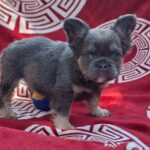 Rico-male-fluffy-french-bulldog-puppy-for-sale- (4)