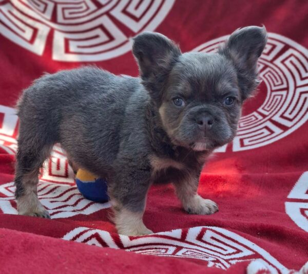 Rico Fluffy French Bulldog Rico Fluffy French Bulldog