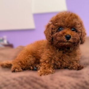Riddle Toy Poodle Riddle Toy Poodle