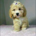 Rike-male-maltipoo-puppy-for-sale- (1)