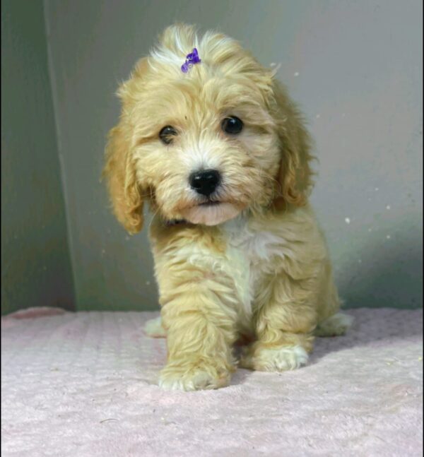 Rike Maltipoo Rike Maltipoo