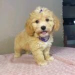 Rike-male-maltipoo-puppy-for-sale- (2)