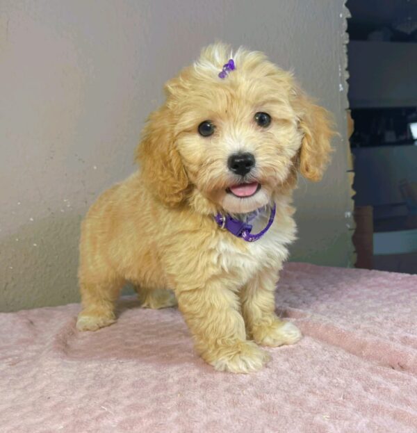 Rike Maltipoo Rike Maltipoo