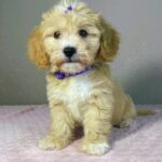 Rike-male-maltipoo-puppy-for-sale- (3)